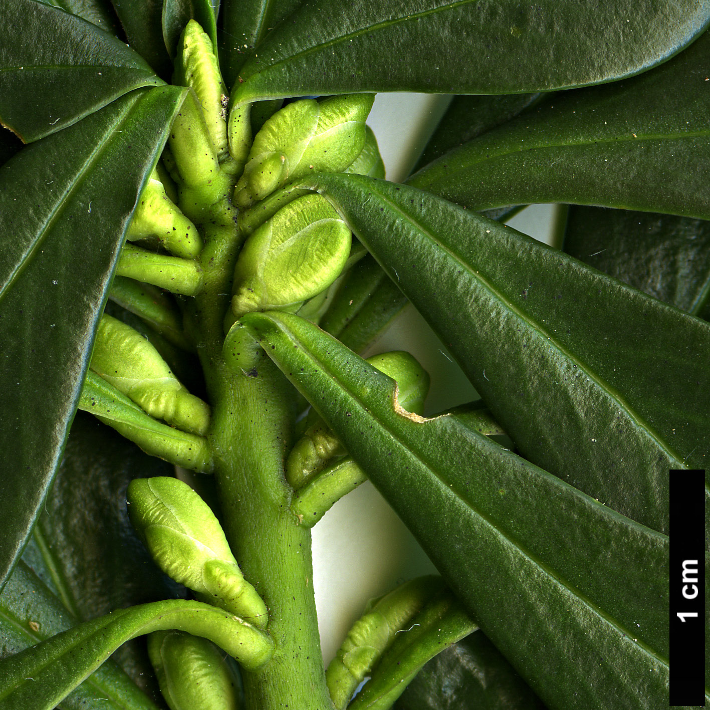 High resolution image: Family: Thymelaeaceae - Genus: Daphne - Taxon: laureola - SpeciesSub: subsp. philippi